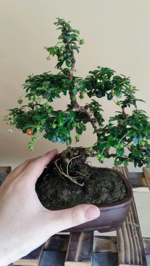 福建，开放前沿与文化瑰宝的绿色发展璀璨明珠